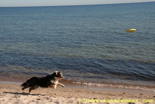 Frisbee3