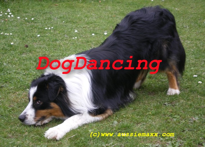 Dogdancinglink