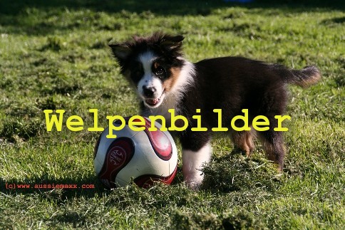 welpemitball
